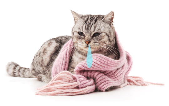 猫のくしゃみや咳・鼻水